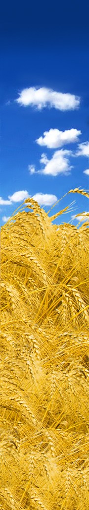 field of grains